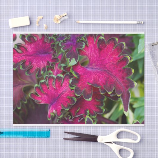 Coreusマクロ 薄葉紙 (クラフト)