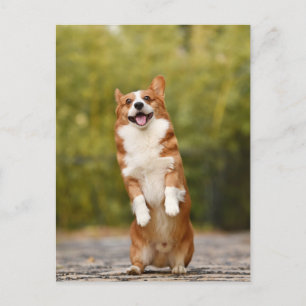 Corgiフォトポストカード(笑顔) ポストカード