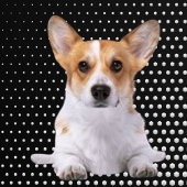 Corgi white dots ゴルフヘッドカバー