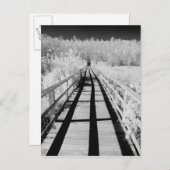 Corkscrew Swamp Sanctuaryボードウォーク（フロリダ州） ポストカード (正面/裏面)