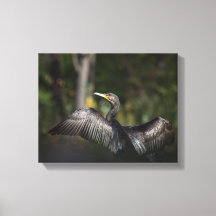 Cormorant自然写真