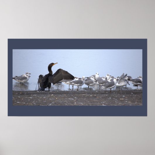Cormorant with Seagulls Poster ポスター (正面)