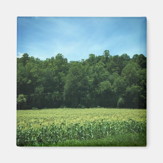 Cornfield in Rural North Carolina Poster マグネット (正面)