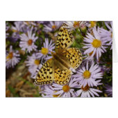 Coronis Fritillary on Aster Flowers at Grand Teton (正面横)