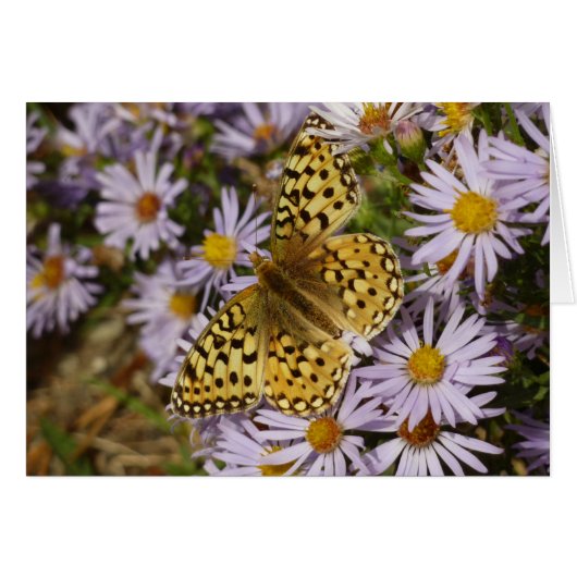 Coronis Fritillary on Aster Flowers at Grand Teton (正面横)