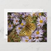 Coronis Fritillary on Aster Flowers at Grand Teton ポストカード (正面/裏面)
