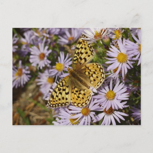 Coronis Fritillary on Aster Flowers at Grand Teton ポストカード (正面)
