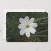 Cosmea シーズンカード (正面)