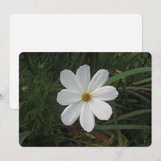 Cosmea シーズンカード (正面/裏面)