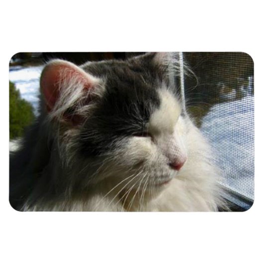 Cosmo 4 X 6カスタムフォトマグネット マグネット (横)