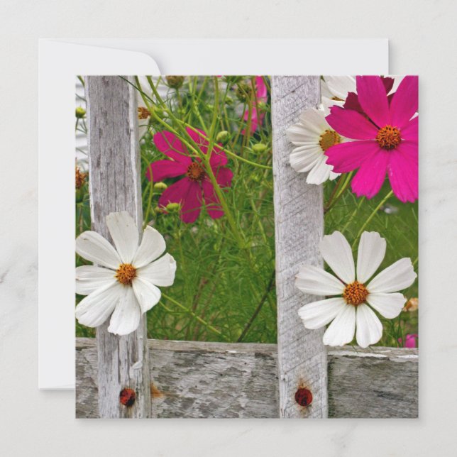 Cosmosコレクション (正面)