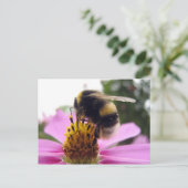 Cosmosビビンタス ポストカード (スタンド正面)