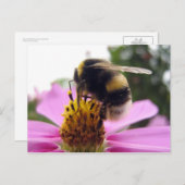 Cosmosビビンタス ポストカード (正面/裏面)