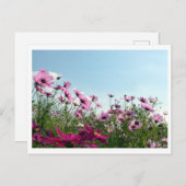 Cosmos花：日本はがき ポストカード (正面/裏面)