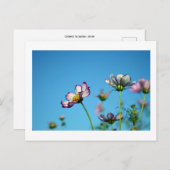 Cosmos花：日本はがき ポストカード (正面/裏面)