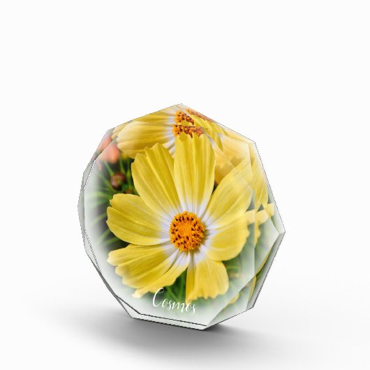 Cosmos フォトブロック (右)