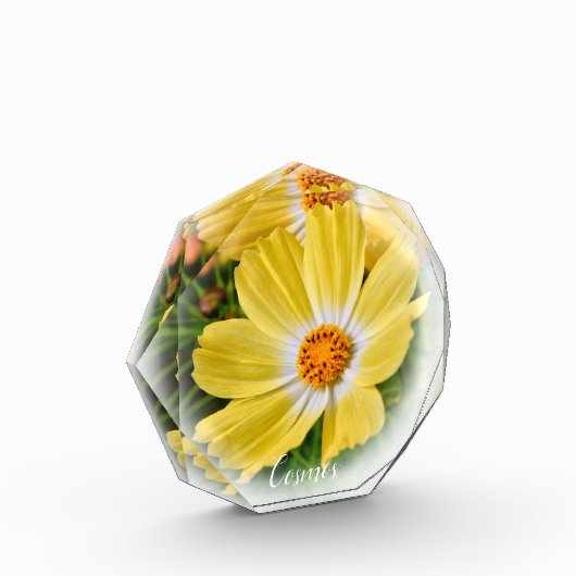 Cosmos フォトブロック (左)