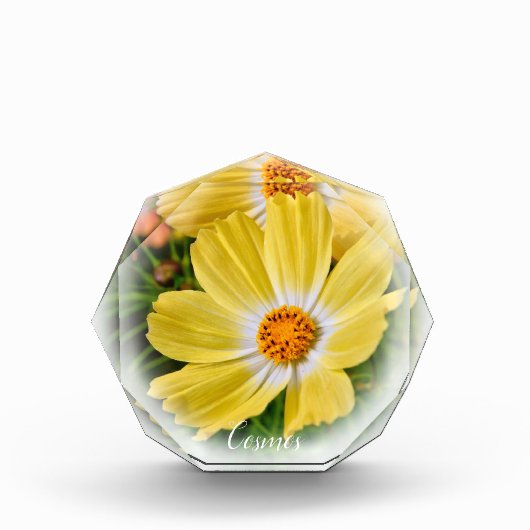 Cosmos フォトブロック (正面)