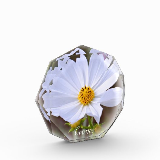 Cosmos フォトブロック (左)