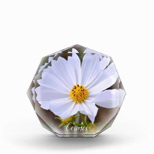 Cosmos フォトブロック (正面)
