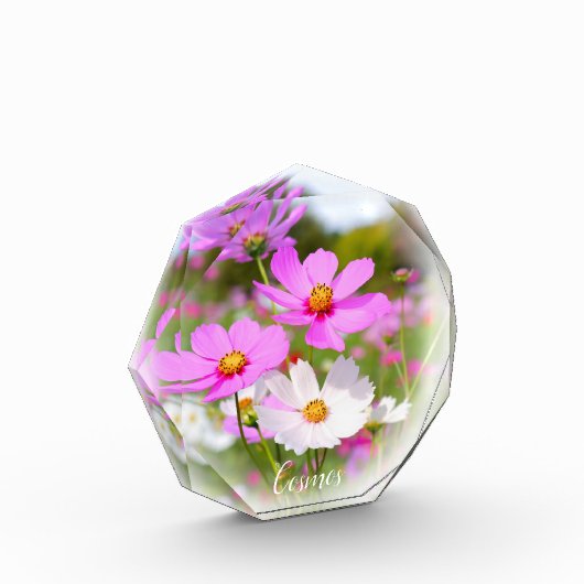 Cosmos フォトブロック (左)