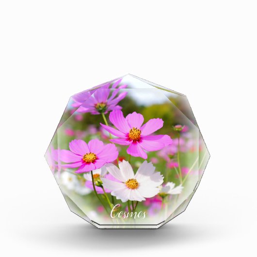 Cosmos フォトブロック (正面)