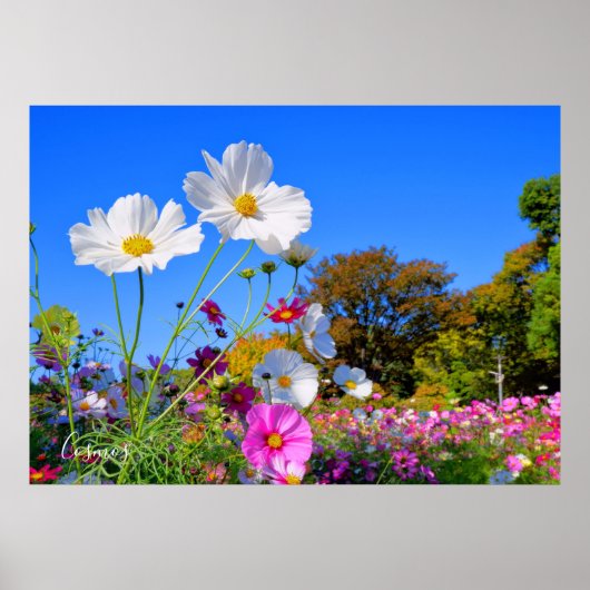 Cosmos [ポスター] ポスター (正面)