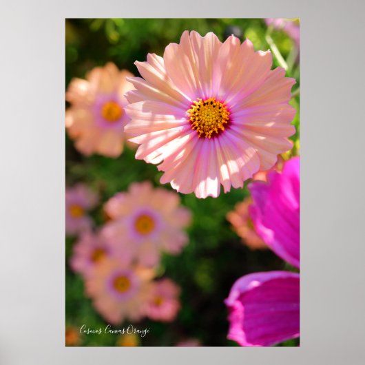 Cosmos [ポスター] ポスター (正面)