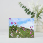 Cosmos ポストカード (スタンド正面)