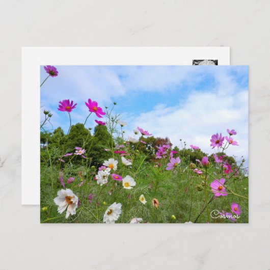 Cosmos ポストカード (正面/裏面)