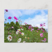 Cosmos ポストカード (正面)