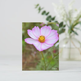 Cosmos ポストカード