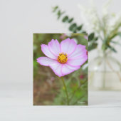 Cosmos ポストカード (スタンド正面)