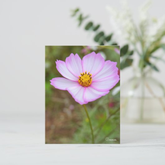 Cosmos ポストカード (スタンド正面)