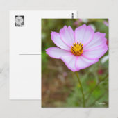 Cosmos ポストカード (正面/裏面)