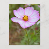 Cosmos ポストカード (正面)