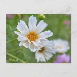 Cosmos ポストカード