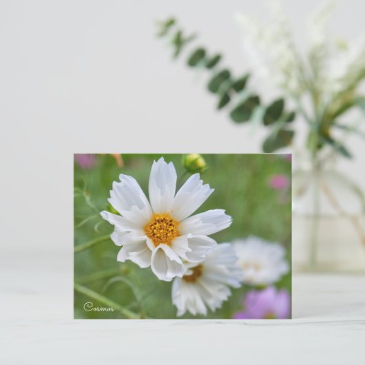 Cosmos ポストカード (スタンド正面)