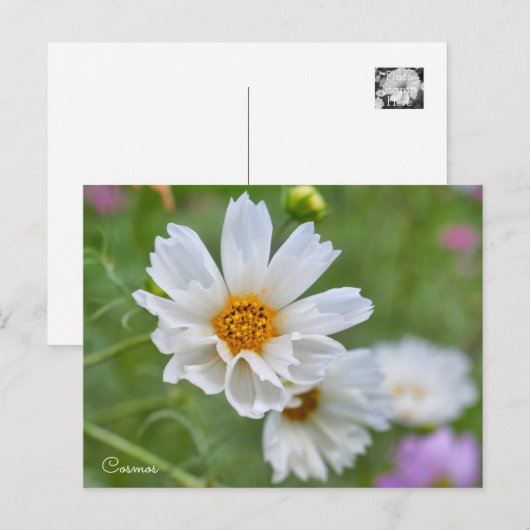 Cosmos ポストカード (正面/裏面)