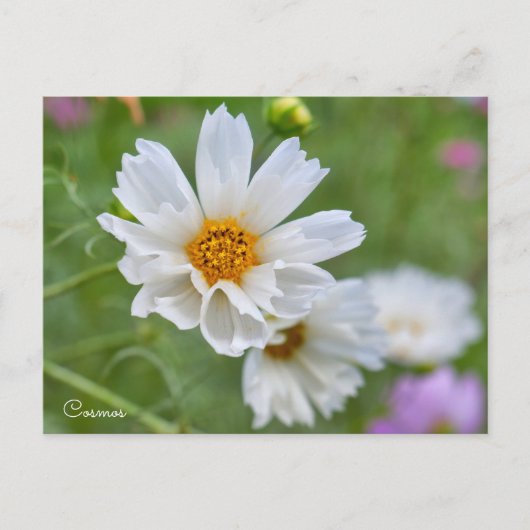 Cosmos ポストカード (正面)