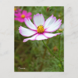 Cosmos ポストカード