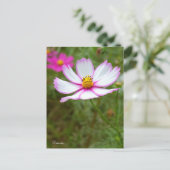 Cosmos ポストカード (スタンド正面)