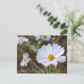 Cosmos ポストカード (スタンド正面)