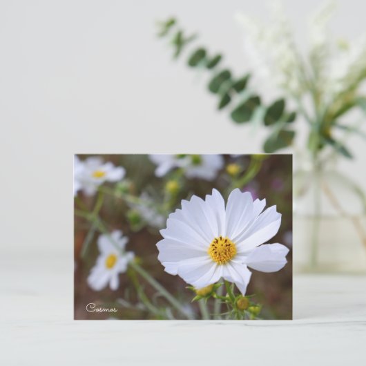 Cosmos ポストカード (スタンド正面)