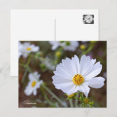 Cosmos ポストカード (正面/裏面)