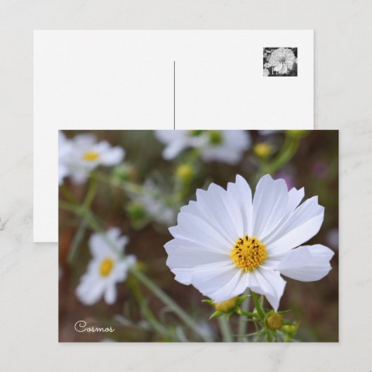 Cosmos ポストカード (正面/裏面)