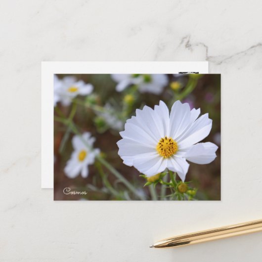 Cosmos ポストカード (正面/裏面インサイチュ)