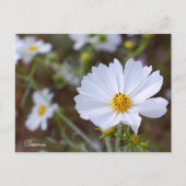 Cosmos ポストカード (正面)