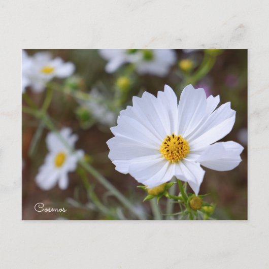 Cosmos ポストカード (正面)