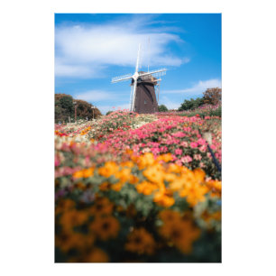 Cosmos and windmills フォトプリント